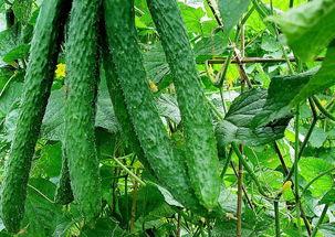 黄瓜农药爆料方法视频教程,轻松掌握安全食用技巧  第1张